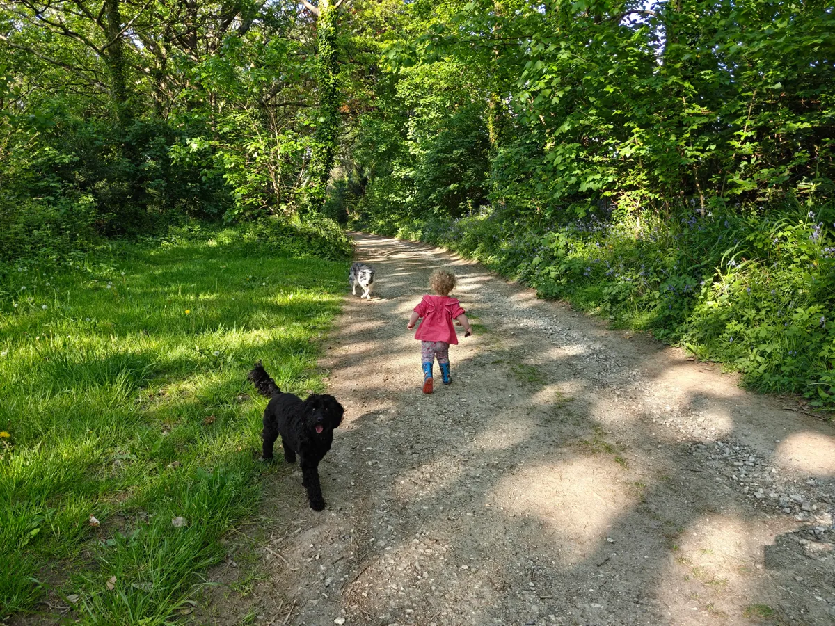 Colan woods near Newquay, a peaceful trail for dog daycare adventures