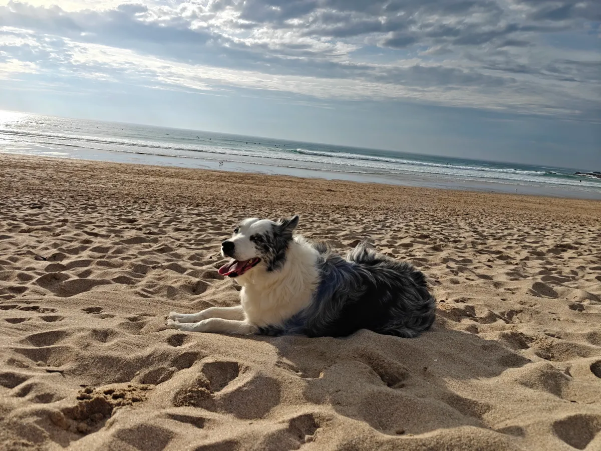 Collie enjoying a beach walk in Newquay