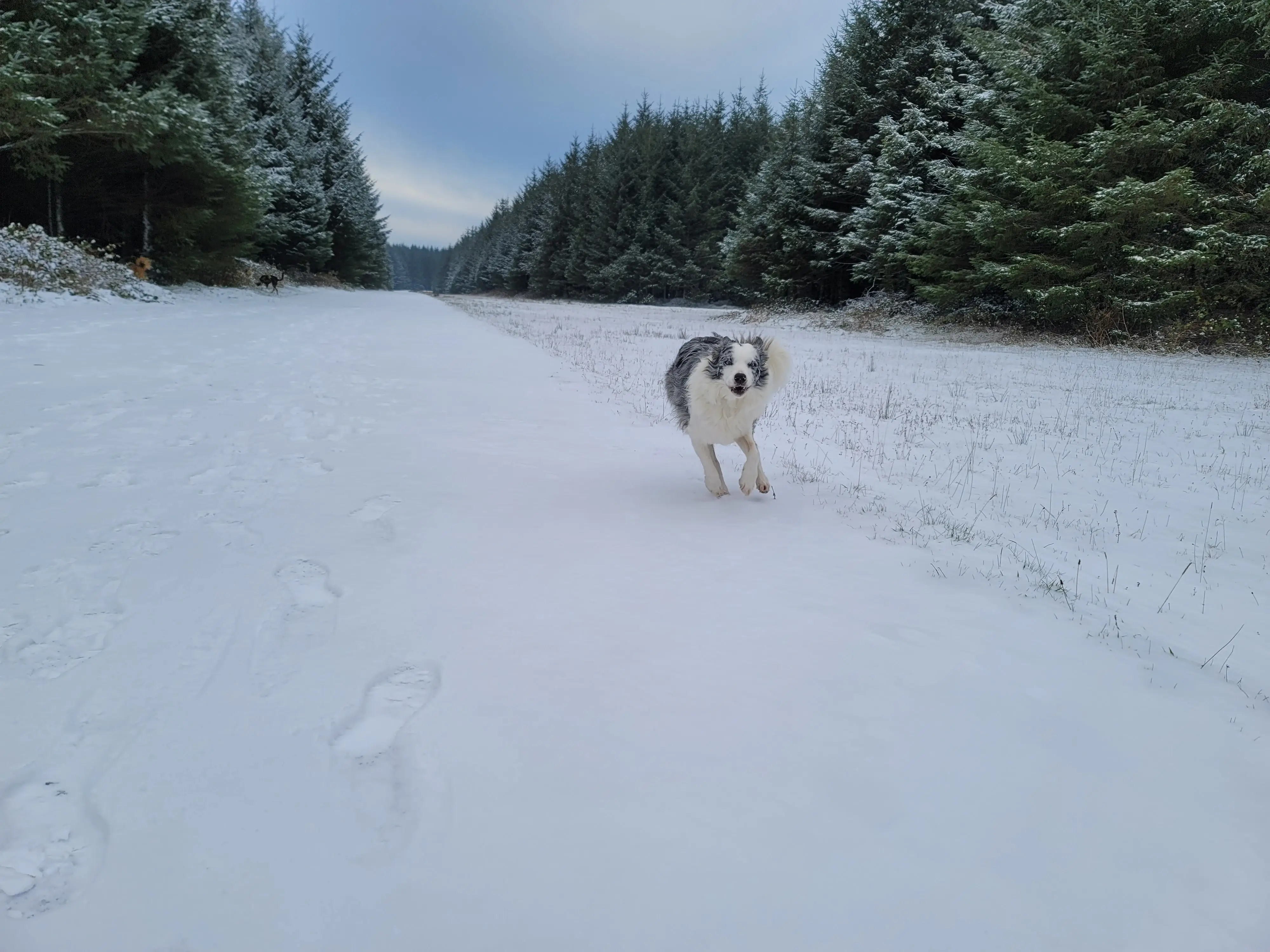 Collie running in the snow