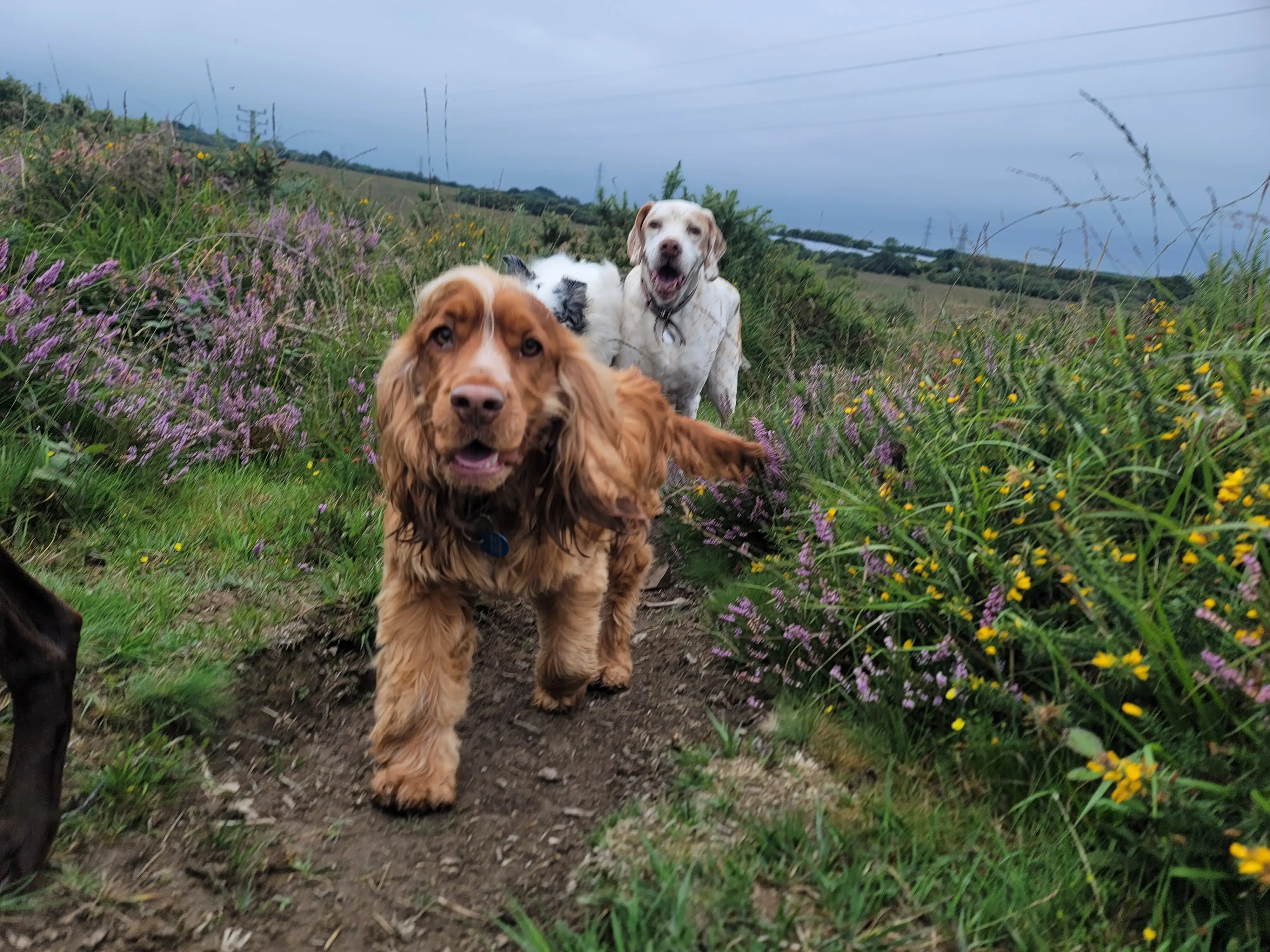 Two happy dogs on a safe footpath walk