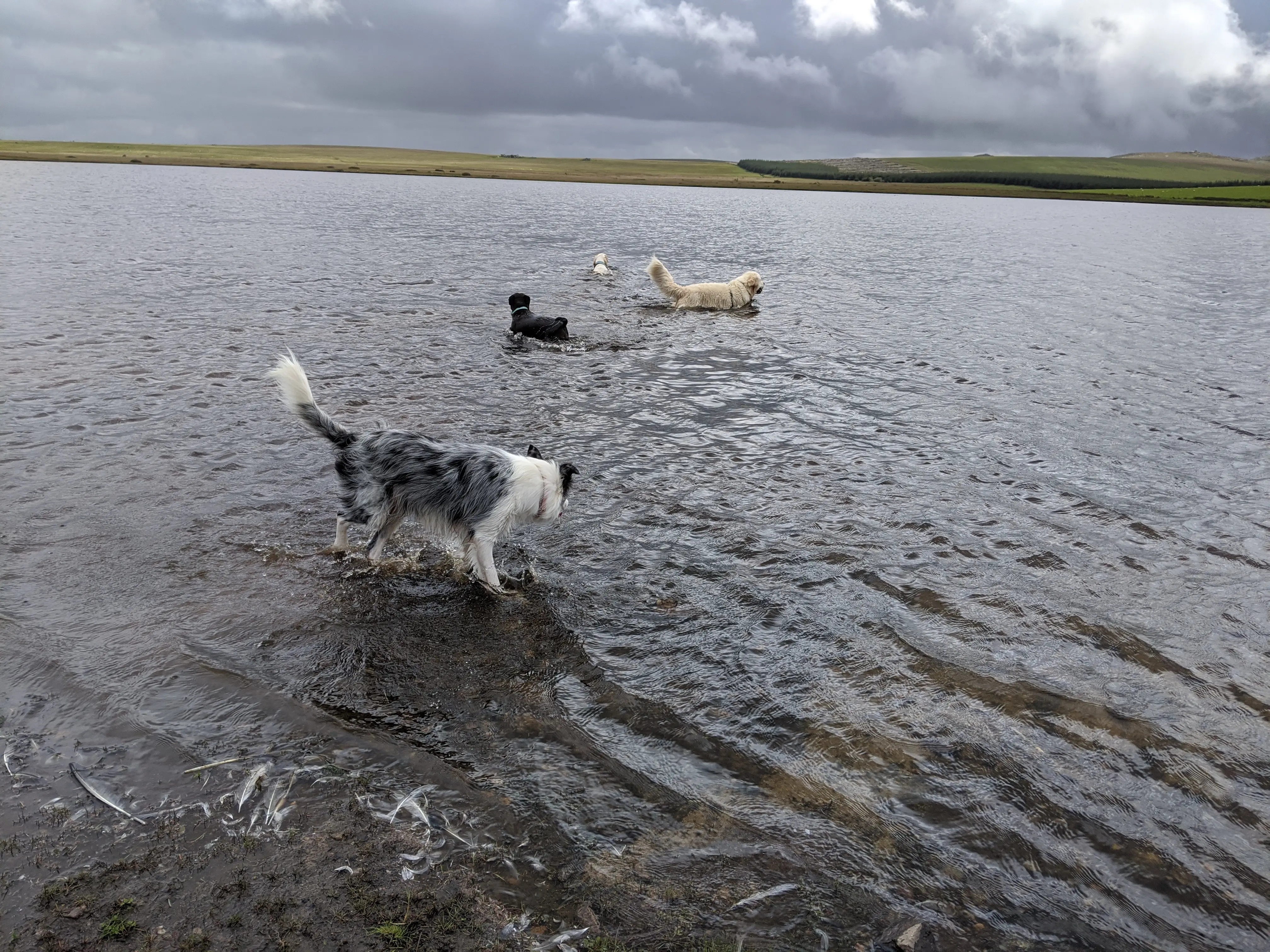 Dogs swimming in a lake
