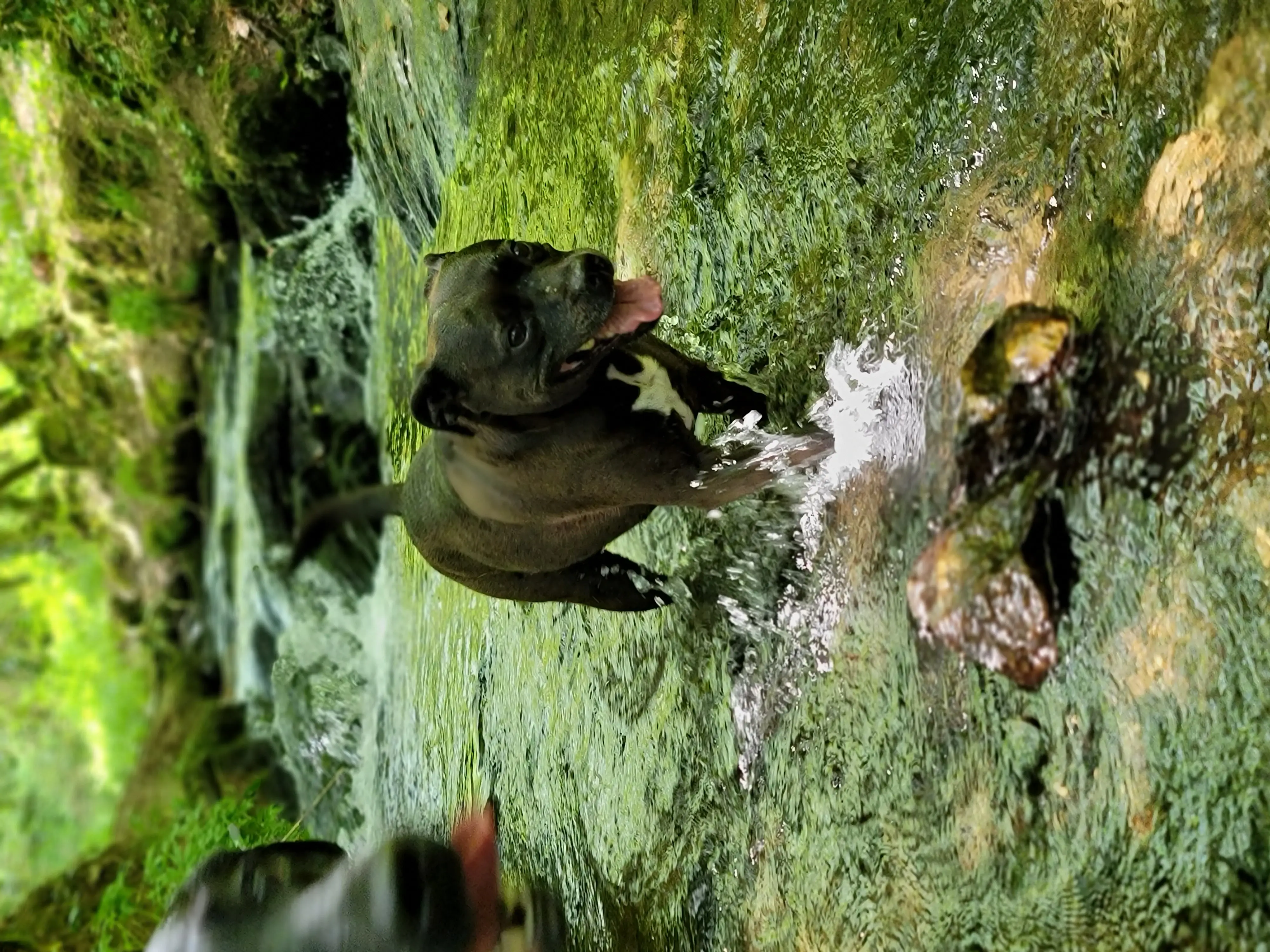 Staffie standing in a stream
