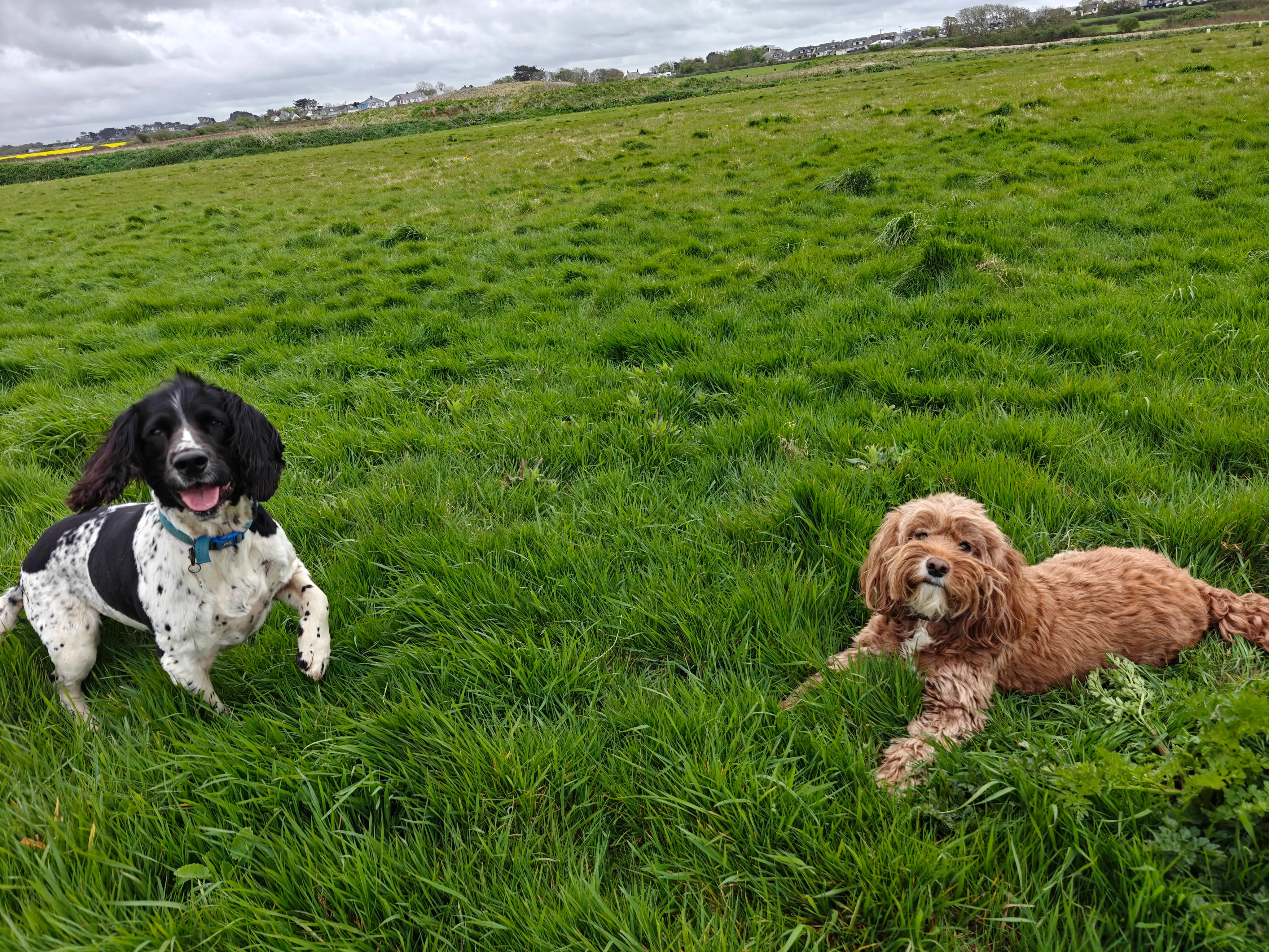 Two dogs in a field